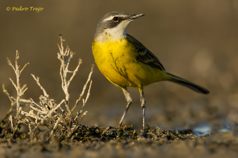 Lavandera boyera (Motacilla iberiae)